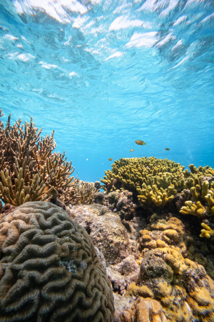 Buhay Isla coral fish