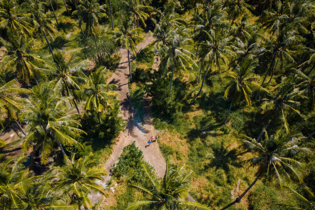 CampBali palmtrees