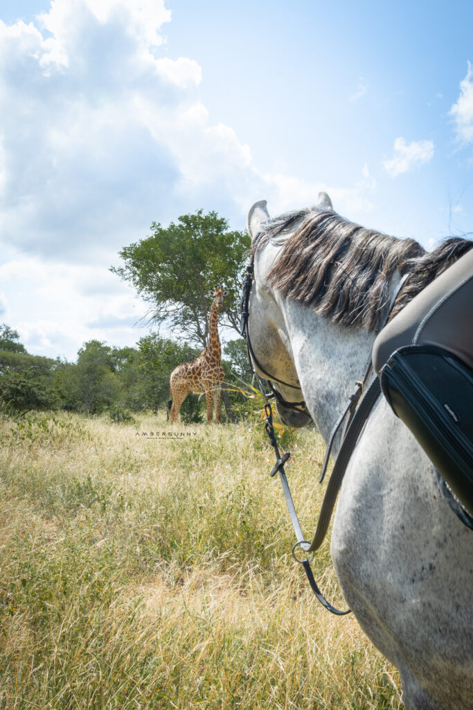 Horse-riding 9