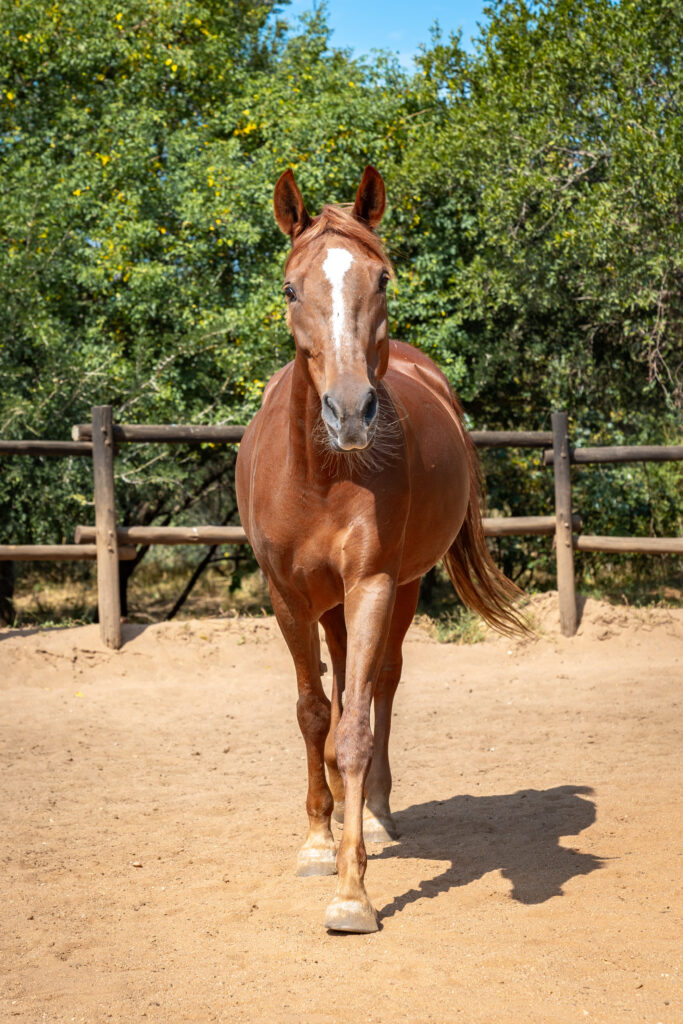 Horse-riding 20