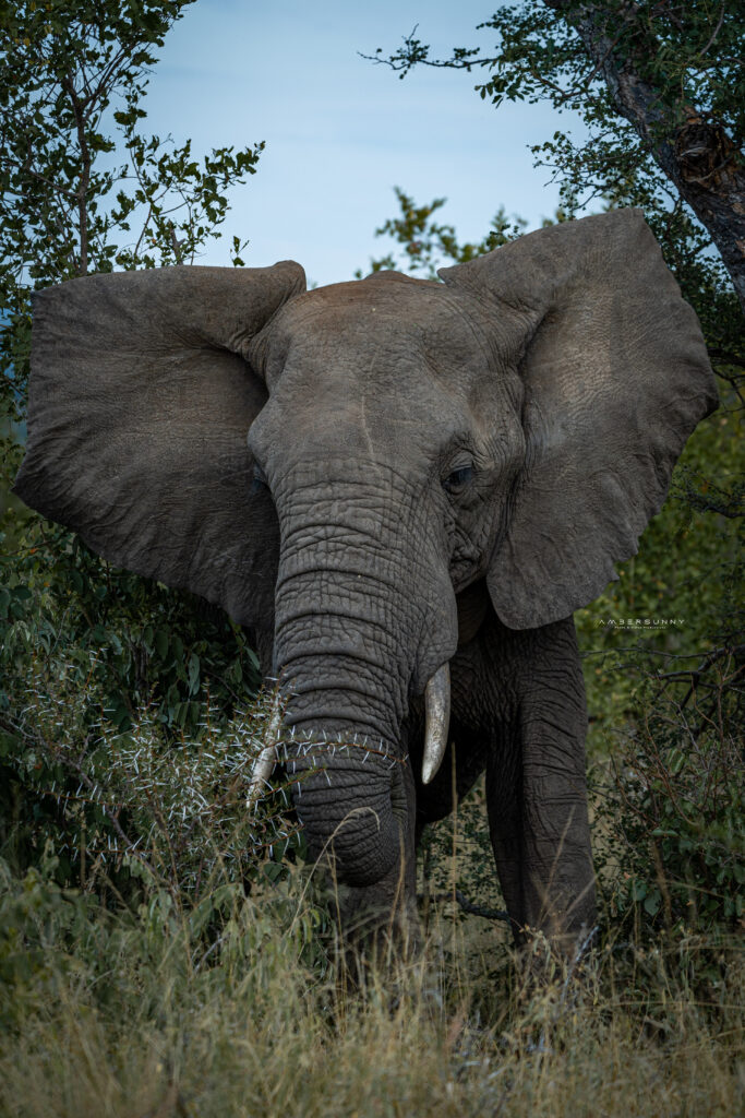 Elephant 3