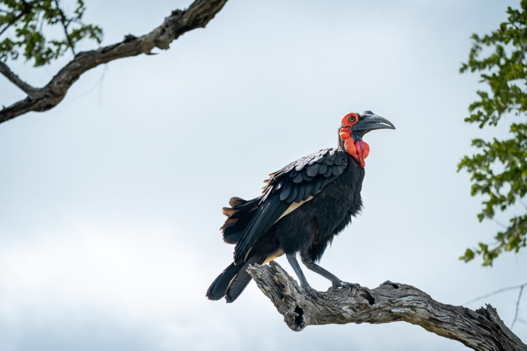 Hornbill 2