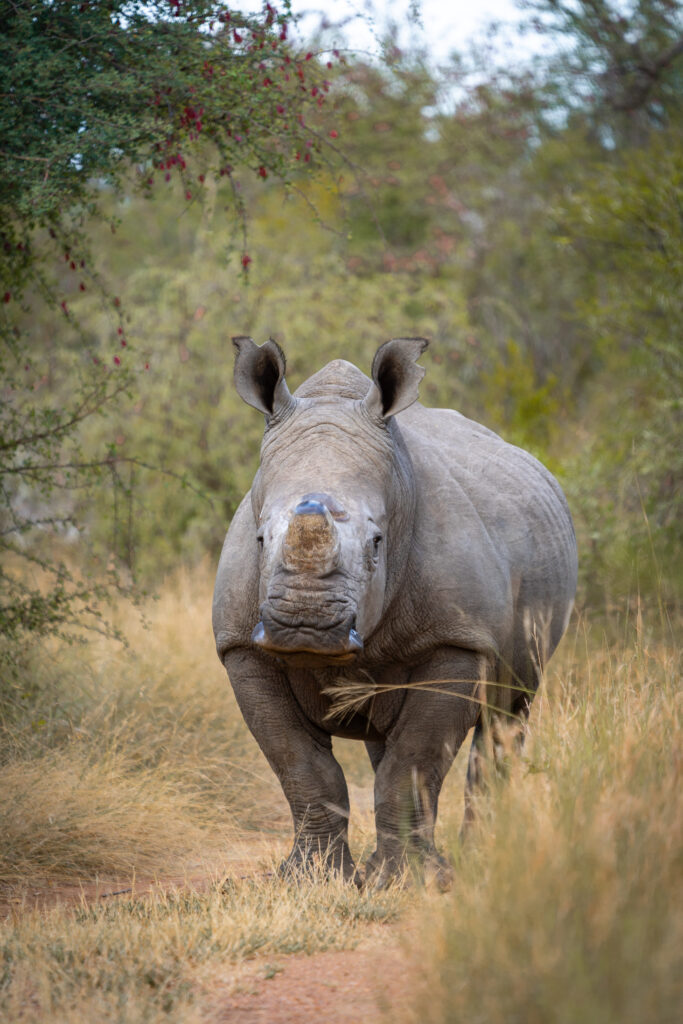 White Rhino 1